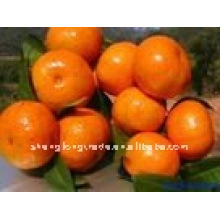 China (NEW) fresh Orange LOW PRICE